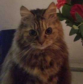 Lost Cat