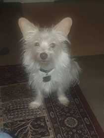 Lost Dog