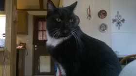 Lost Cat