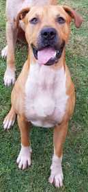 Lost Dog