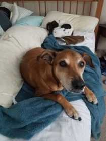 Lost Dog