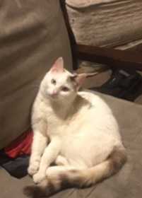 Lost Cat