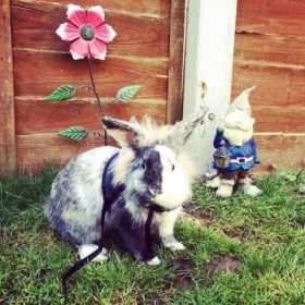 Lost Rabbit