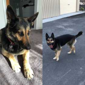Lost Dog