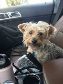 Lost Dog