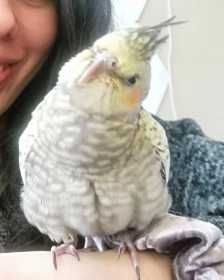 Lost Cockatiel