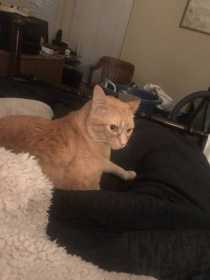 Lost Cat