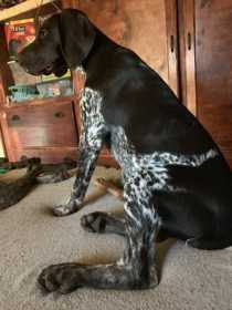 Lost Dog