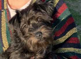 Lost Dog