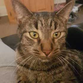 Lost Cat
