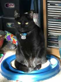 Lost Cat