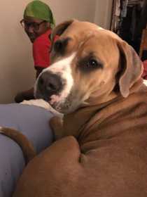 Lost Dog
