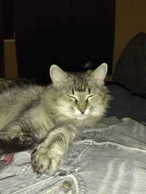 Lost Cat