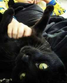 Lost Cat