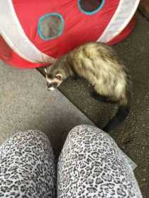 Lost Ferret