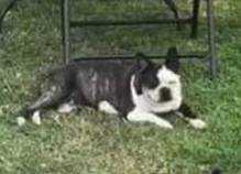 Lost Dog