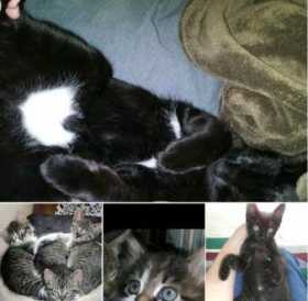 Lost Cat