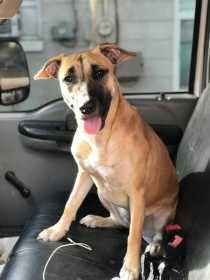 Lost Dog