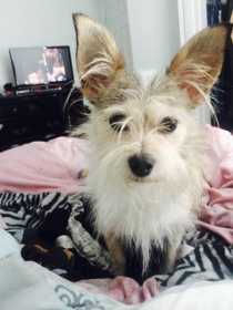 Lost Dog