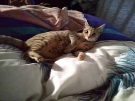 Lost Cat