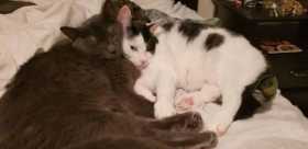 Lost Cat