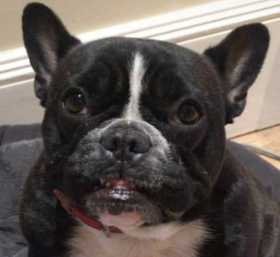 Lost Dog