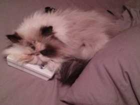Lost Cat