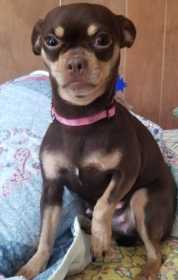 Lost Dog
