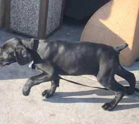 Lost Dog