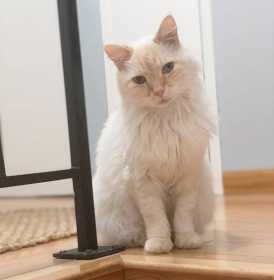 Lost Cat