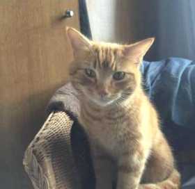 Lost Cat