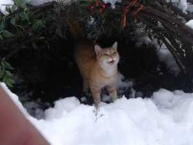 Lost Cat