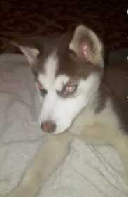 Lost Dog