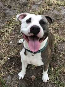 Lost Dog
