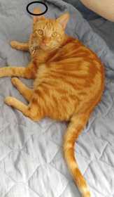 Lost Cat