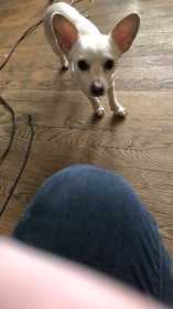 Lost Dog