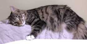 Lost Cat