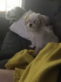 Lost Dog