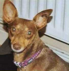 Lost Dog