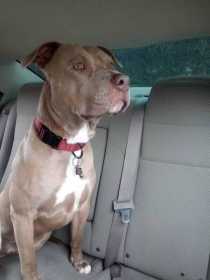 Lost Dog
