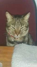 Lost Cat