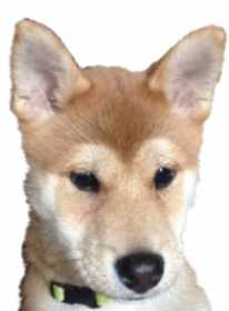 Lost Dog