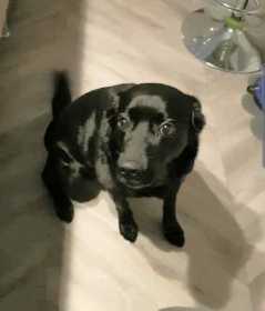 Lost Dog