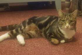 Lost Cat