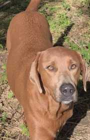 Lost Dog