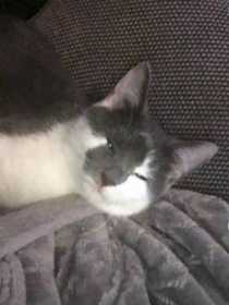 Lost Cat