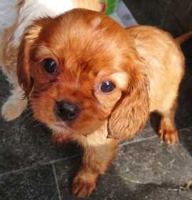 Lost Dog