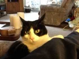 Lost Cat
