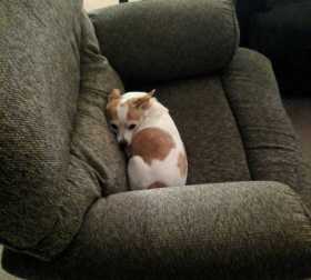 Lost Dog