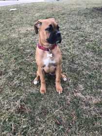 Lost Dog